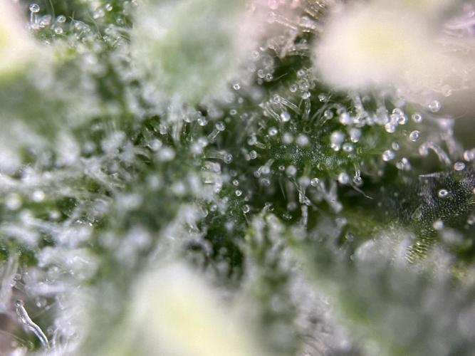 RQS Northern Light Auto (with LST). Week 15 - Day 100