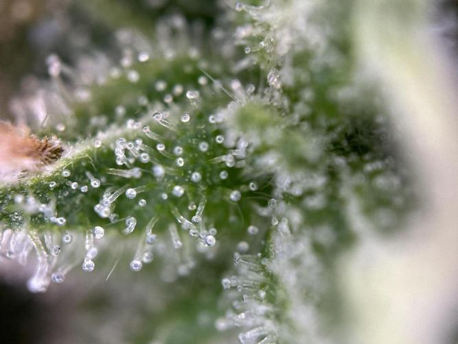 RQS Northern Light Auto (with LST). Week 15 - Day 100