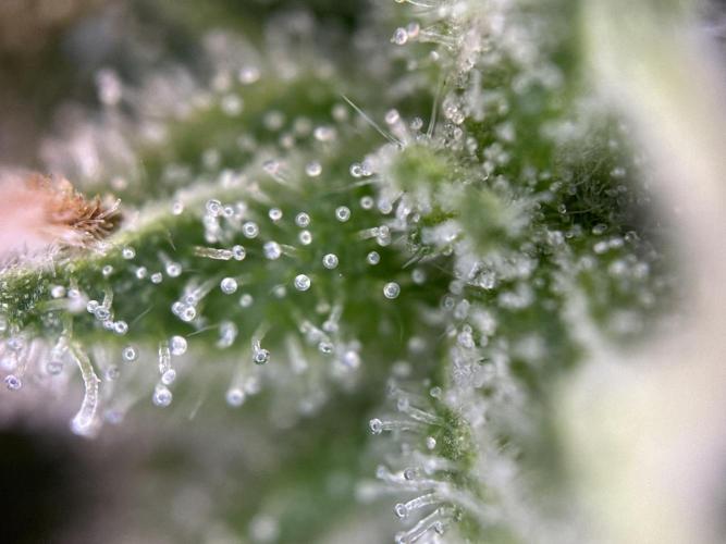 RQS Northern Light Auto (with LST). Week 15 - Day 100
