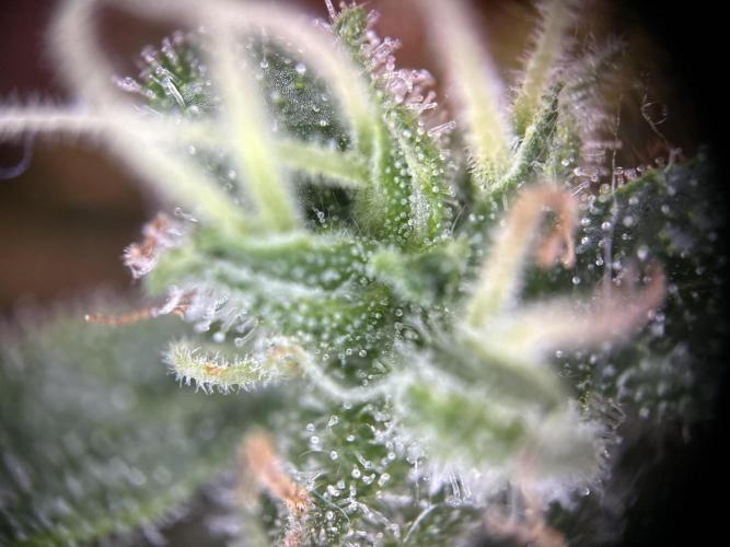 RQS Northern Light Auto (with LST). Week 15 - Day 100