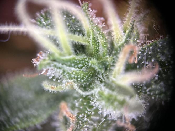 RQS Northern Light Auto (with LST). Week 15 - Day 100