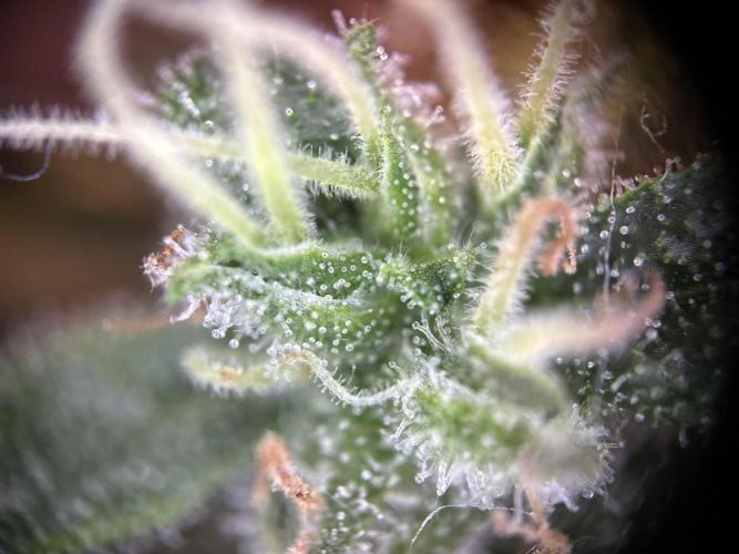 RQS Northern Light Auto (with LST). Week 15 - Day 100