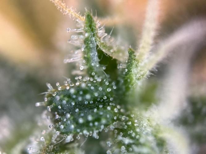 RQS Northern Light Auto (with LST). Week 15 - Day 100