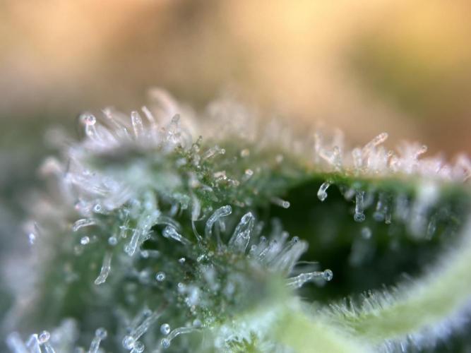 RQS Northern Light Auto (with LST). Week 15 - Day 100