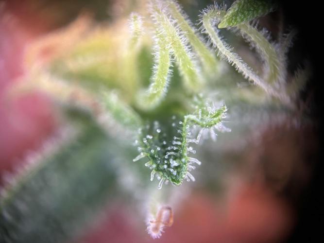 RQS Northern Light Auto (with LST). Week 15 - Day 100