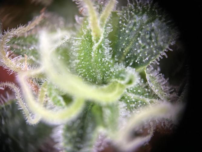 RQS Northern Light Auto (with LST). Week 15 - Day 100