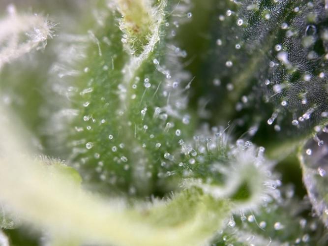 RQS Northern Light Auto (with LST). Week 15 - Day 100