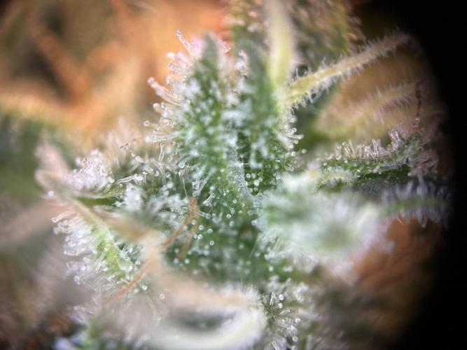 RQS Northern Light Auto (with LST). Week 15 - Day 100