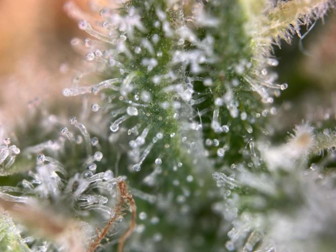 RQS Northern Light Auto (with LST). Week 15 - Day 100