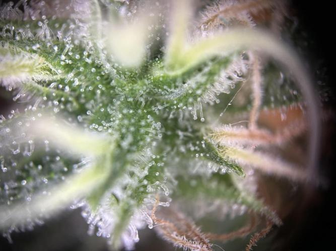 RQS Northern Light Auto (with LST). Week 15 - Day 100