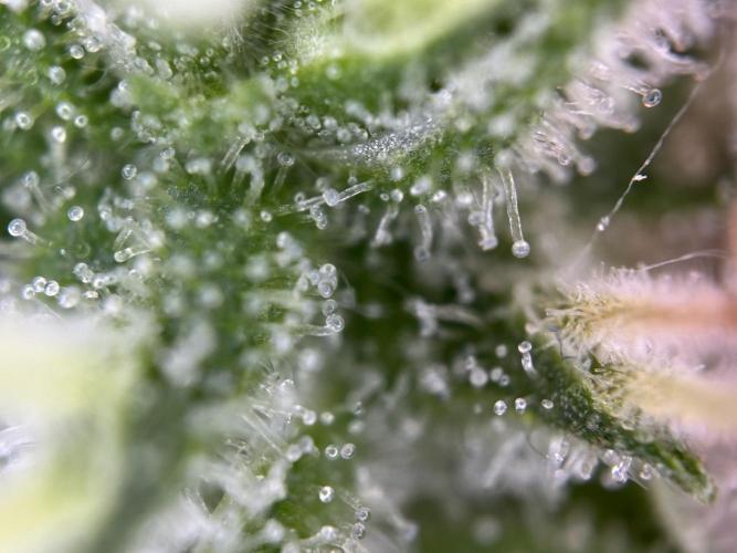 RQS Northern Light Auto (with LST). Week 15 - Day 100