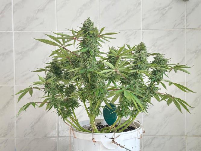 Thirsty_Grower