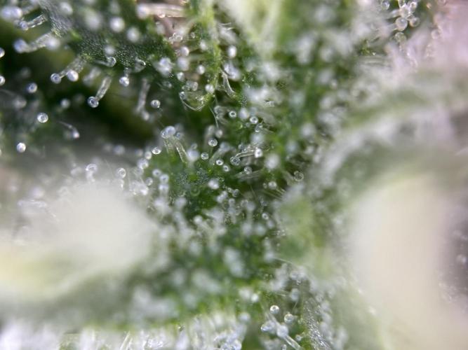 Thirsty_Grower