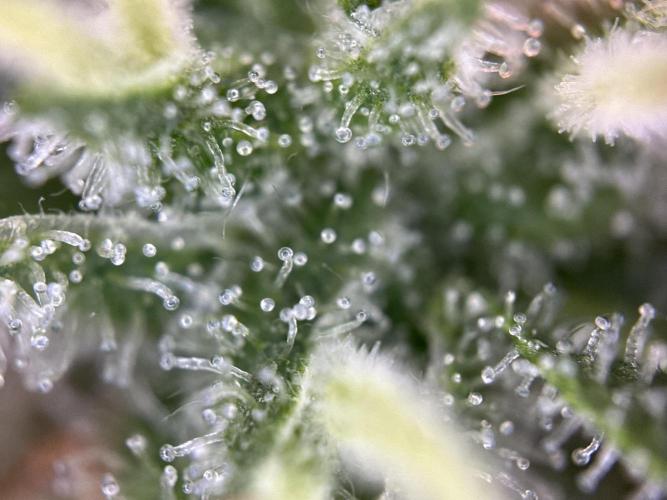 Thirsty_Grower