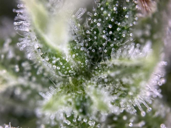 Thirsty_Grower