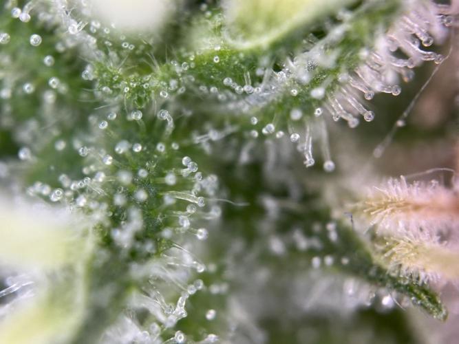 Thirsty_Grower