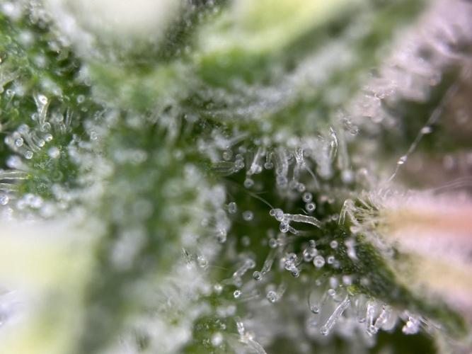 Thirsty_Grower