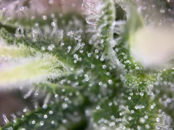 Thirsty_Grower