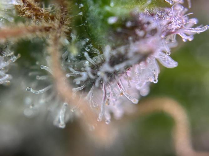 RQS Northern Light Auto (with LST). Week 18 - Day 125