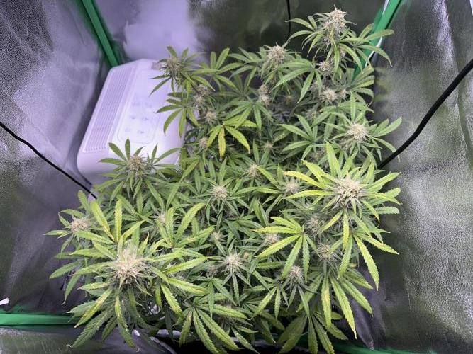 RQS Royal Dwarf Auto (1st grow). Week 11 - Tag 73