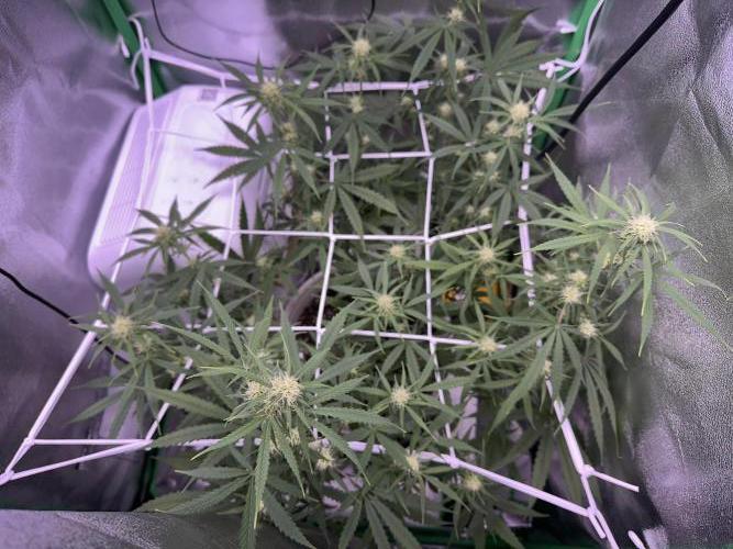RQS Royal Dwarf Auto (1st grow). Week 8 - Tag 56