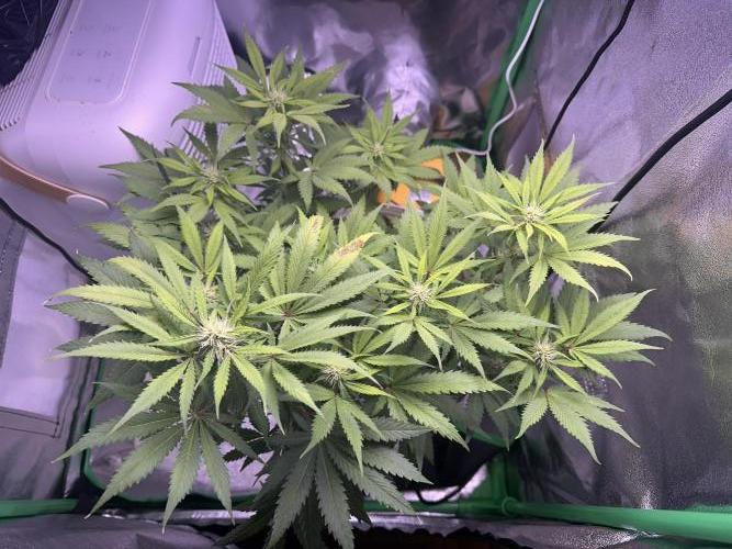 RQS Northern Light Auto (with LST). Week 9 - Day 62