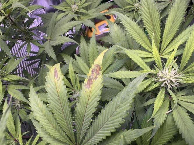 RQS Northern Light Auto (with LST). Week 9 - Day 62 - first CalMag problems