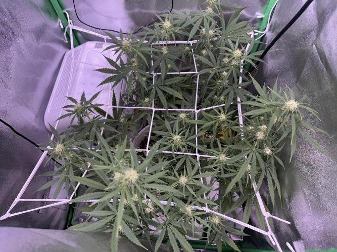 RQS Royal Dwarf Auto (1st grow). Week 8 - Tag 56