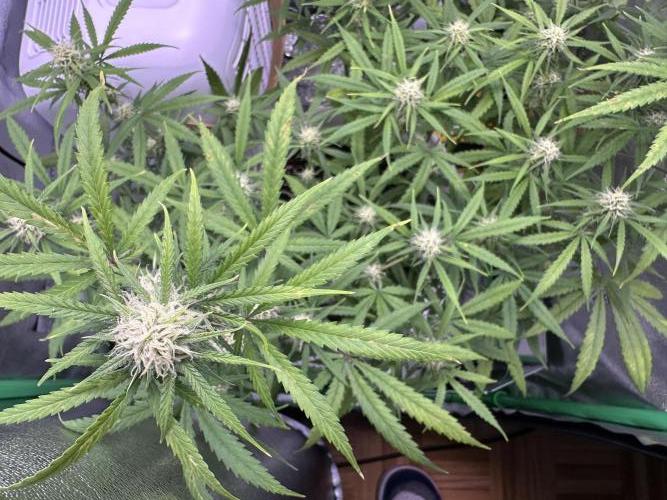 RQS Royal Dwarf Auto (1st grow). Week 9 - Tag 62