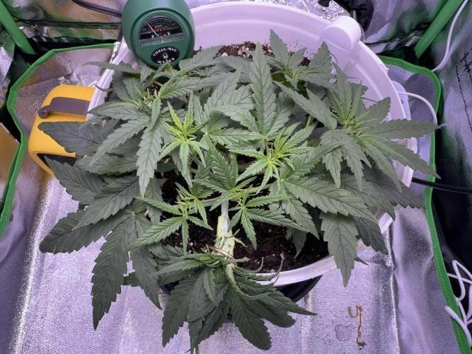 RQS Royal Dwarf Auto (1st grow). Week 4 - Tag 26