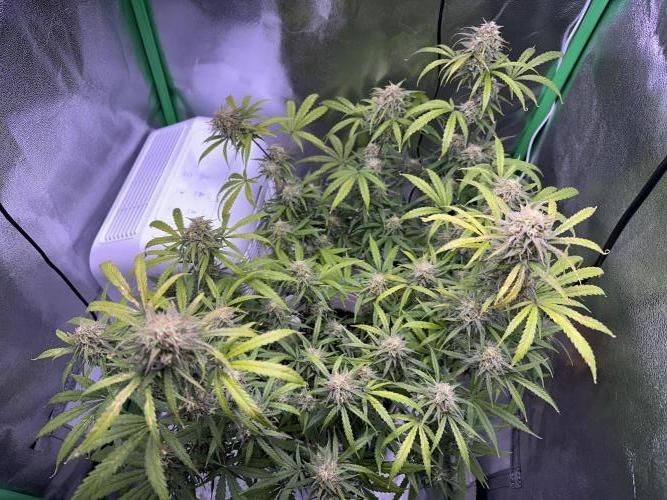 RQS Royal Dwarf Auto (1st grow). Week 11 - Tag 76