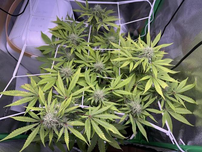 RQS Northern Light Auto (with LST). Week 12 - Day 81
