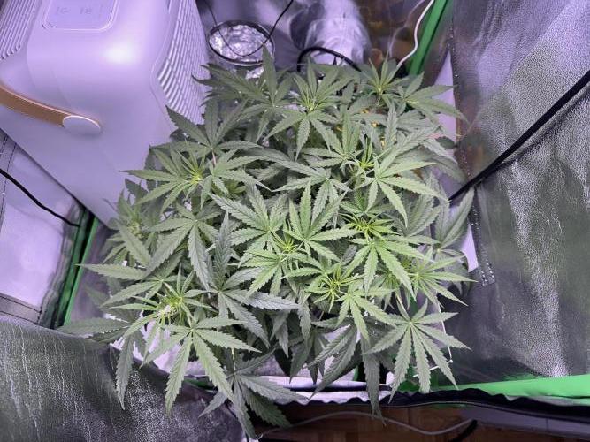 RQS Royal Dwarf Auto (1st grow). Week 6 - Tag 37