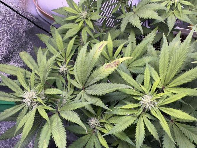 RQS Northern Light Auto (with LST). Week 9 - Day 62 - first CalMag problems