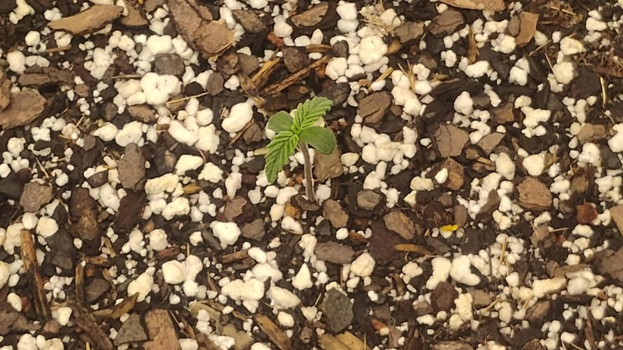 Jason's 2nd grow. Week 0 - Seeds just popped.