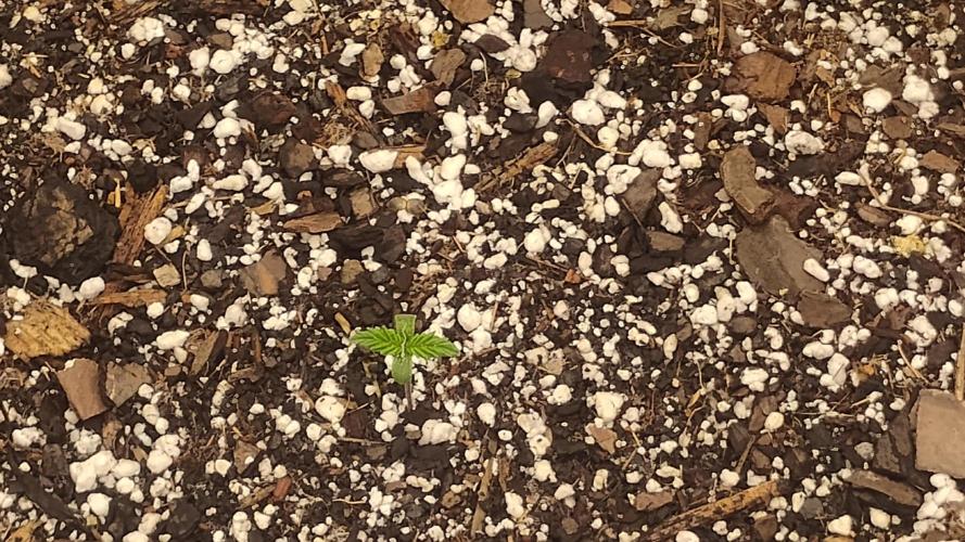 Jason's 2nd grow. Week 0 - Seeds just popped.