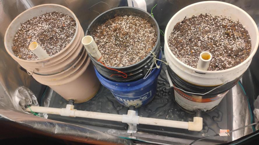 Jason's 2nd grow. Week 0 - I'm growing in a 5 gallon homemade self-wicking buckets.