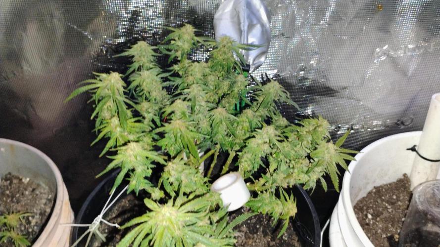 My first grow (two out of three died).. Week 6