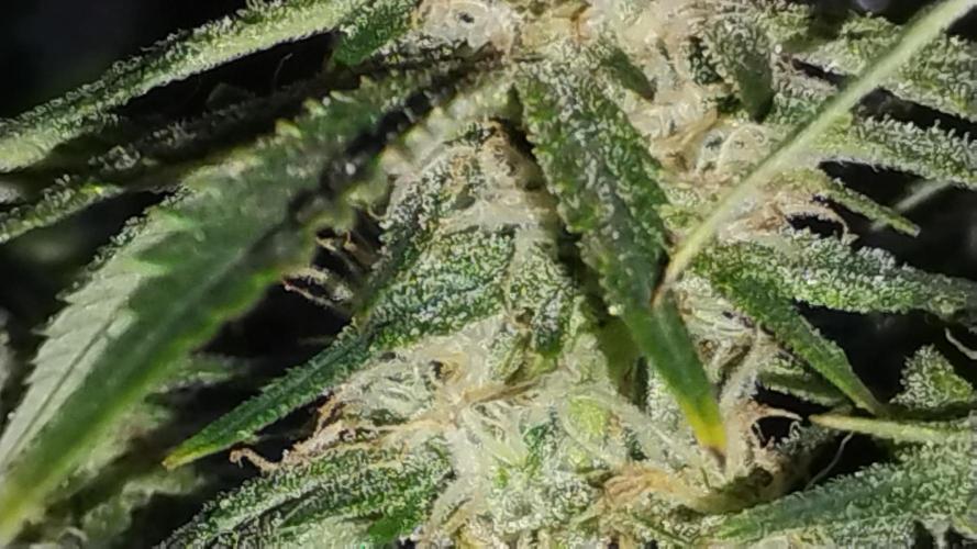 My first grow (two out of three died).. Week 6