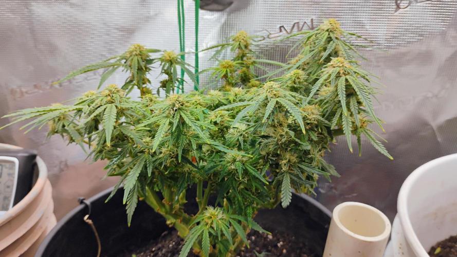 My first grow (two out of three died).. Week 6