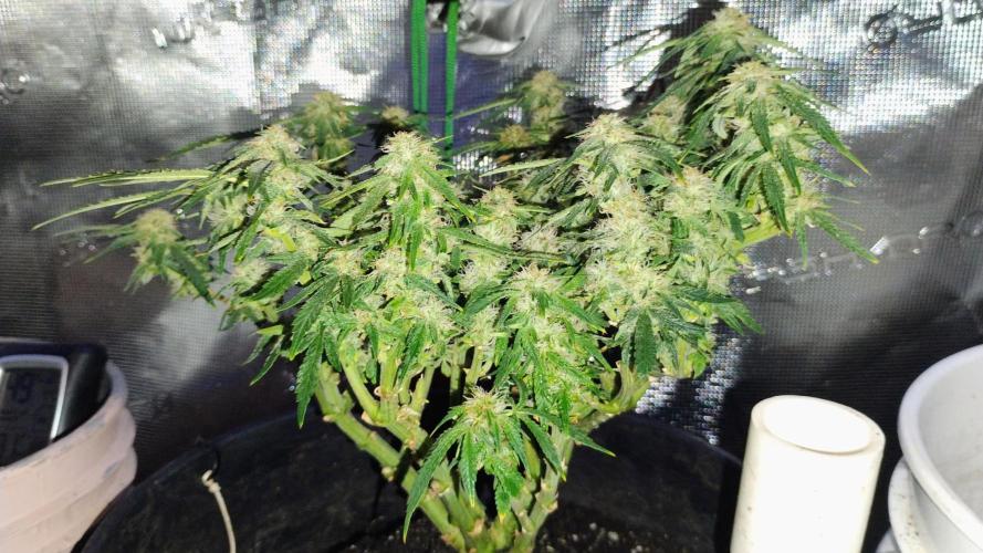 My first grow (two out of three died).. Week 6