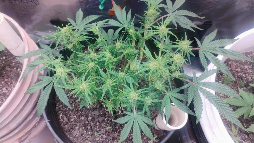 My first grow (two out of three died).. Week 6