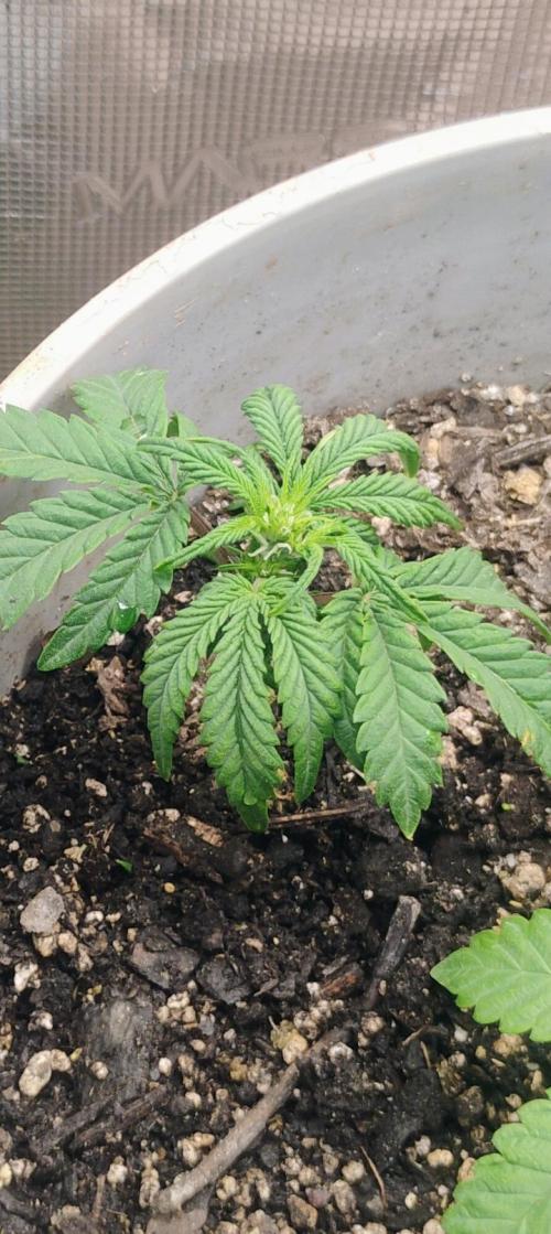 My first grow (two out of three died).. Week 6