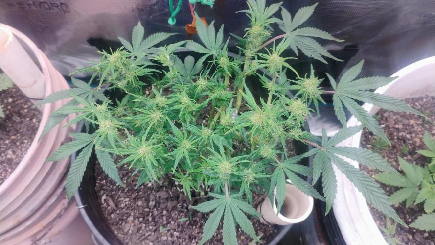 My first grow (two out of three died).. Week 6