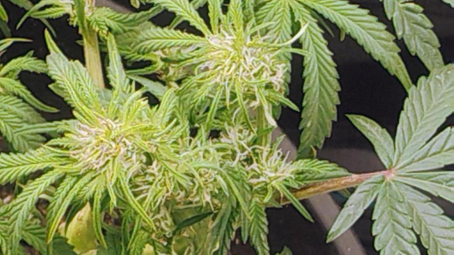 My first grow (two out of three died).. Week 6