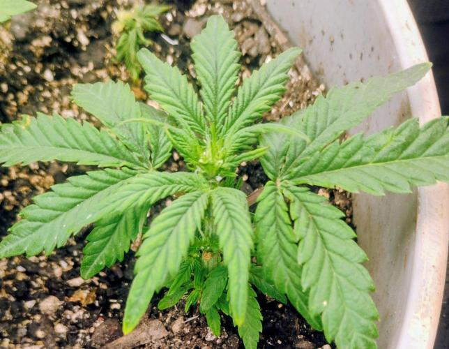 My first grow (two out of three died).. Week 6