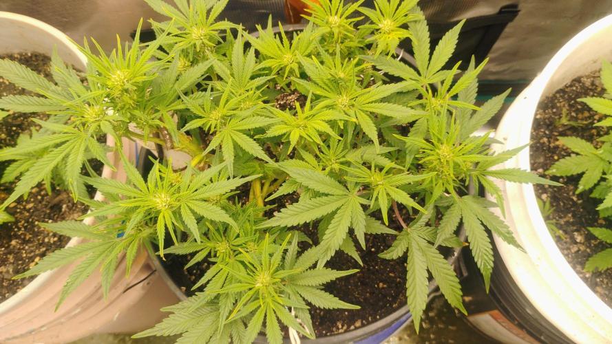 My first grow (two out of three died).. Week 6