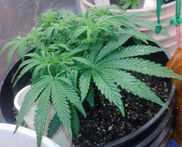 My first grow (two out of three died).. Week 6