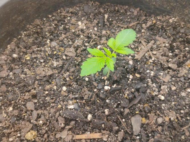 My first grow (two out of three died).. Week 6