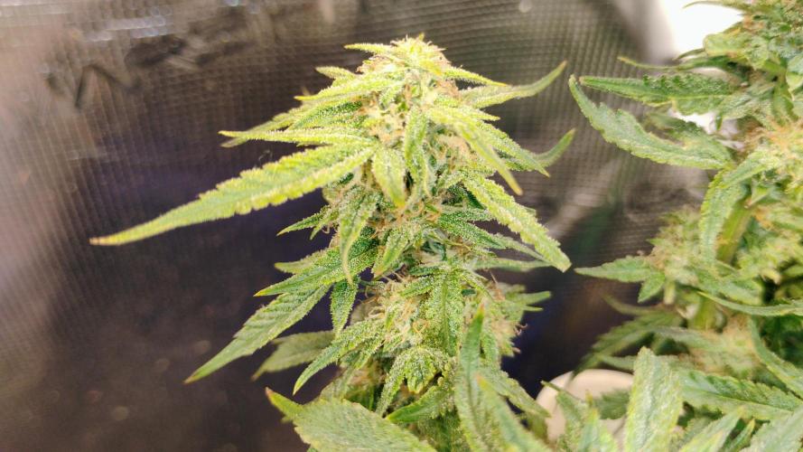 My first grow (two out of three died).. Week 13